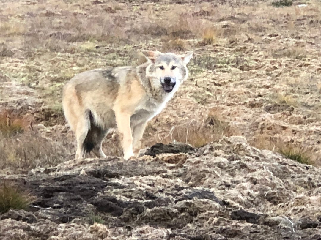 Vuokatti Safaris-Vuokatti必去景点