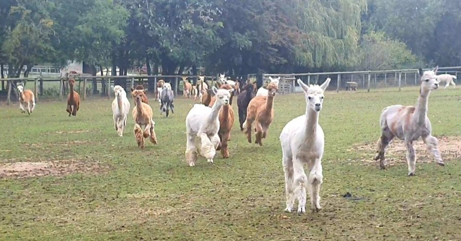 Pennybridge Farm Alpacas景点图片