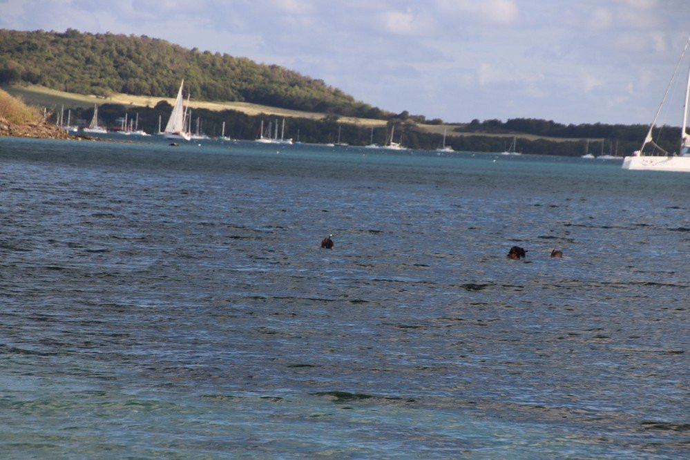 Pointe Borgnese-Le Marin必去景点