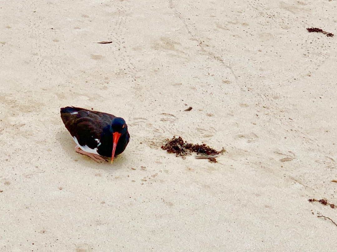 Playa Puerto Villamil景点图片