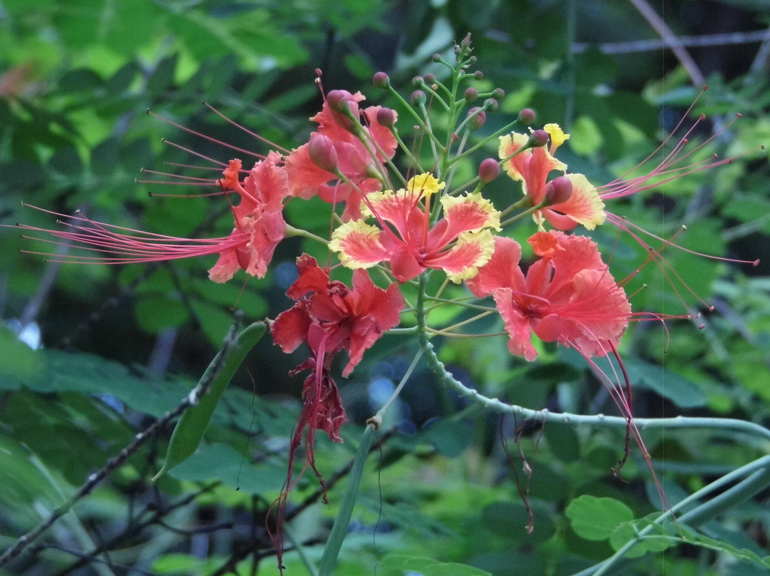 La Romantica Isla Contadora主图