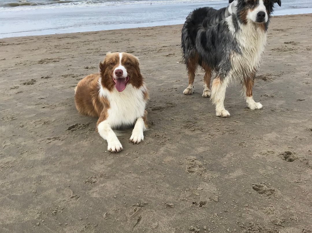 Honden strand Noordwijk景点图片