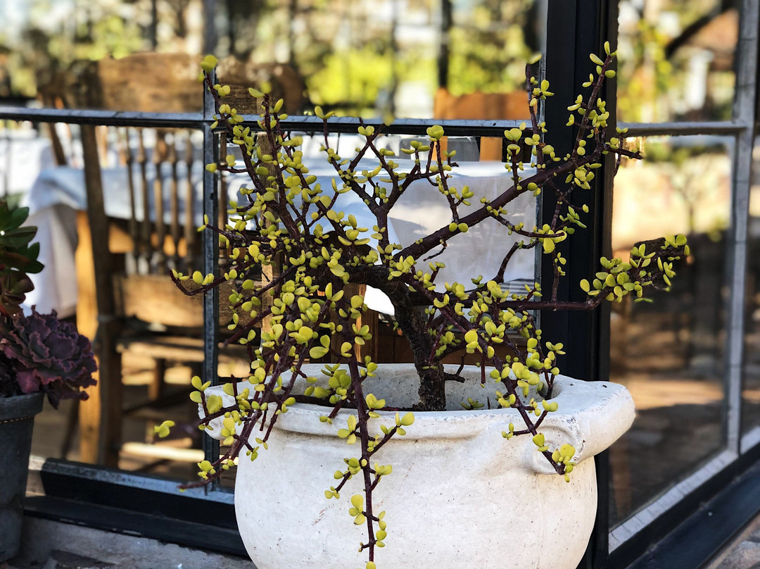 Dennehof Karoo Guesthouse主图