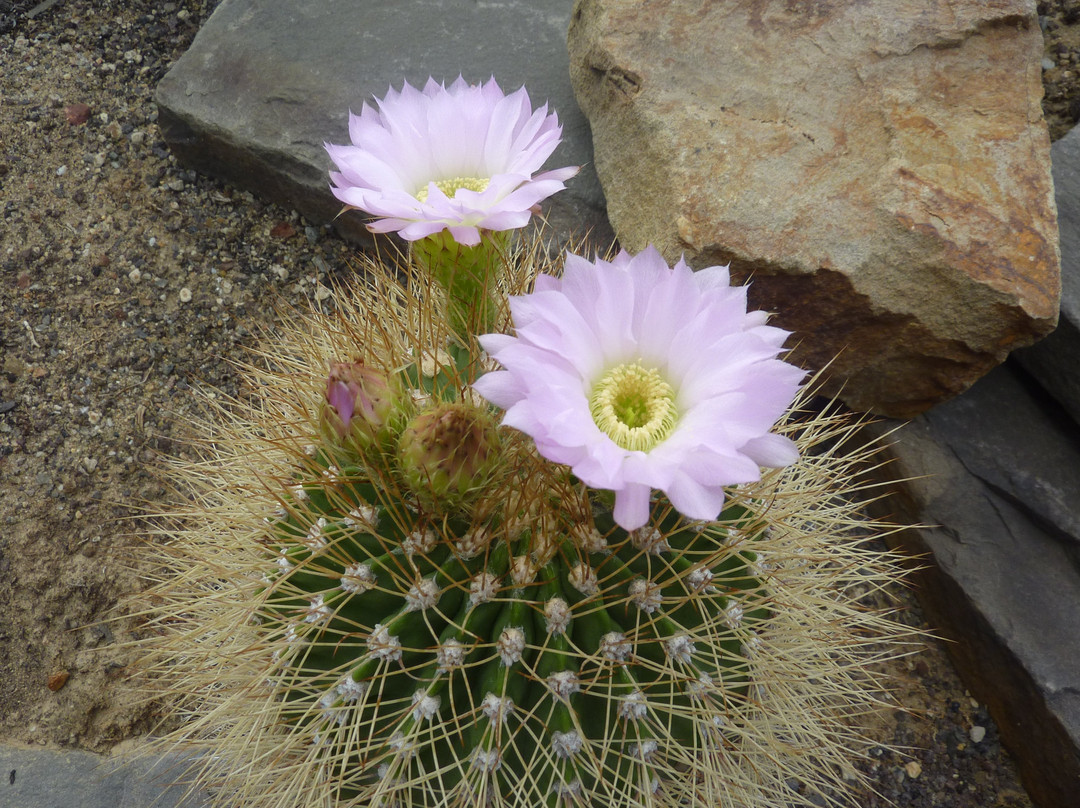 Botanischer Garten Solingen景点图片