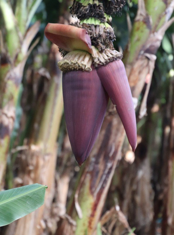 Saut d'Eau du Matouba-Saint-Claude必去景点
