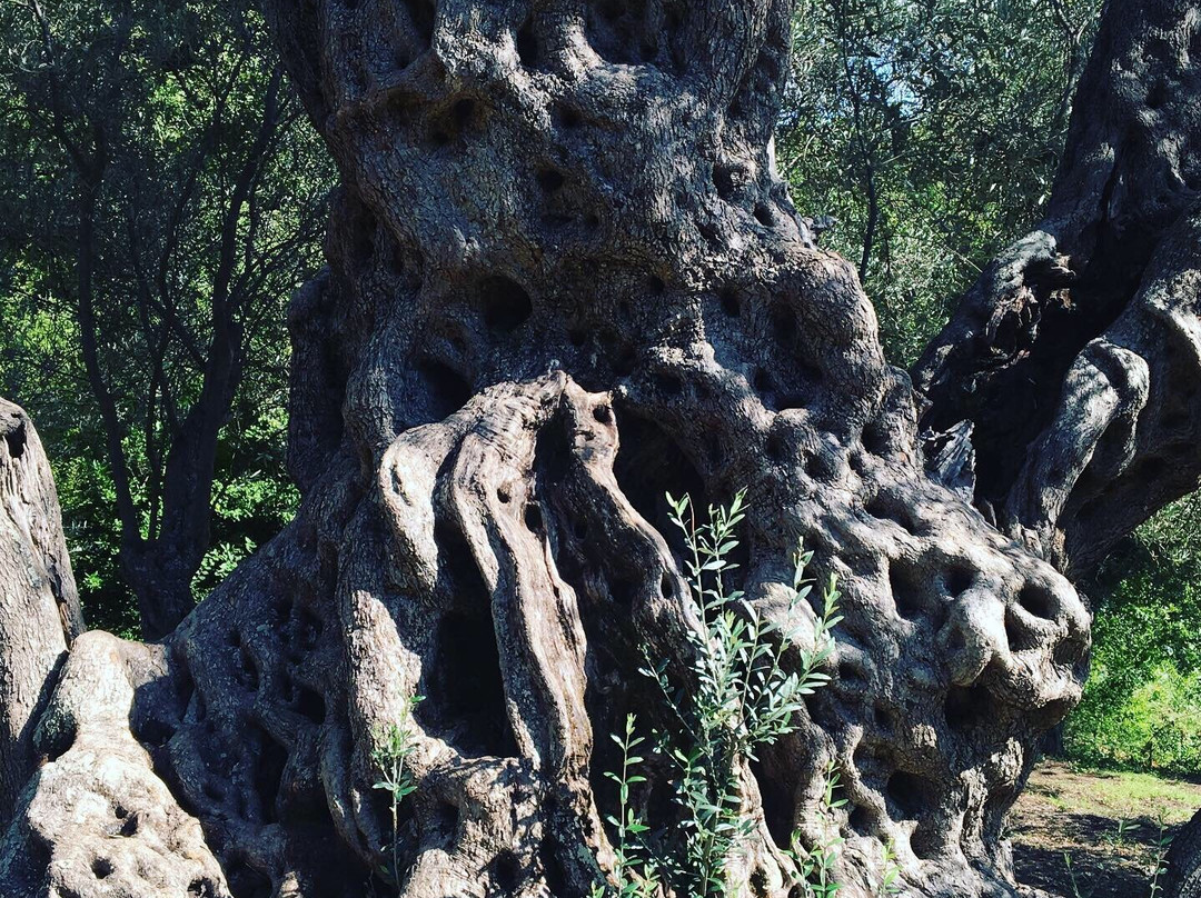 Stara Maslina-Tomba必去景点