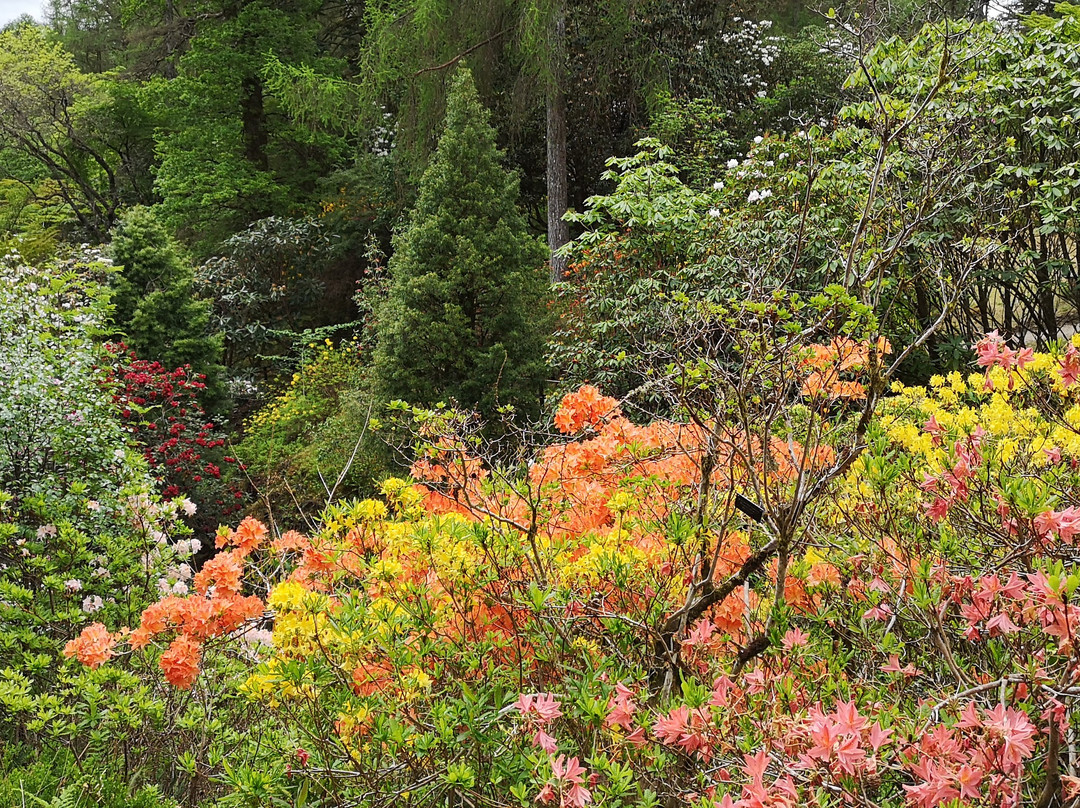 Crarae Garden-因弗雷里必去景点