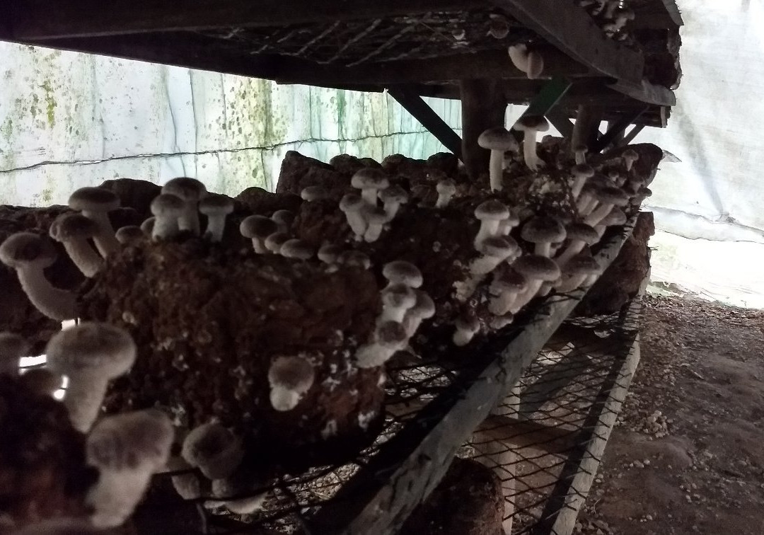 Casa da Mata-圣安东尼奥杜皮尼亚尔必去景点