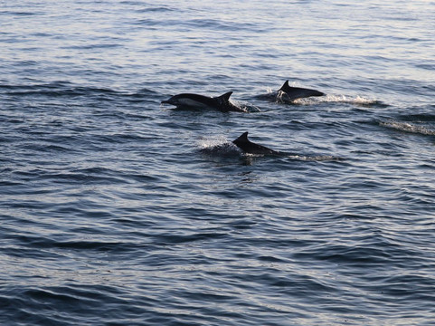 Pacific Marine Charters-欧申赛德必去景点