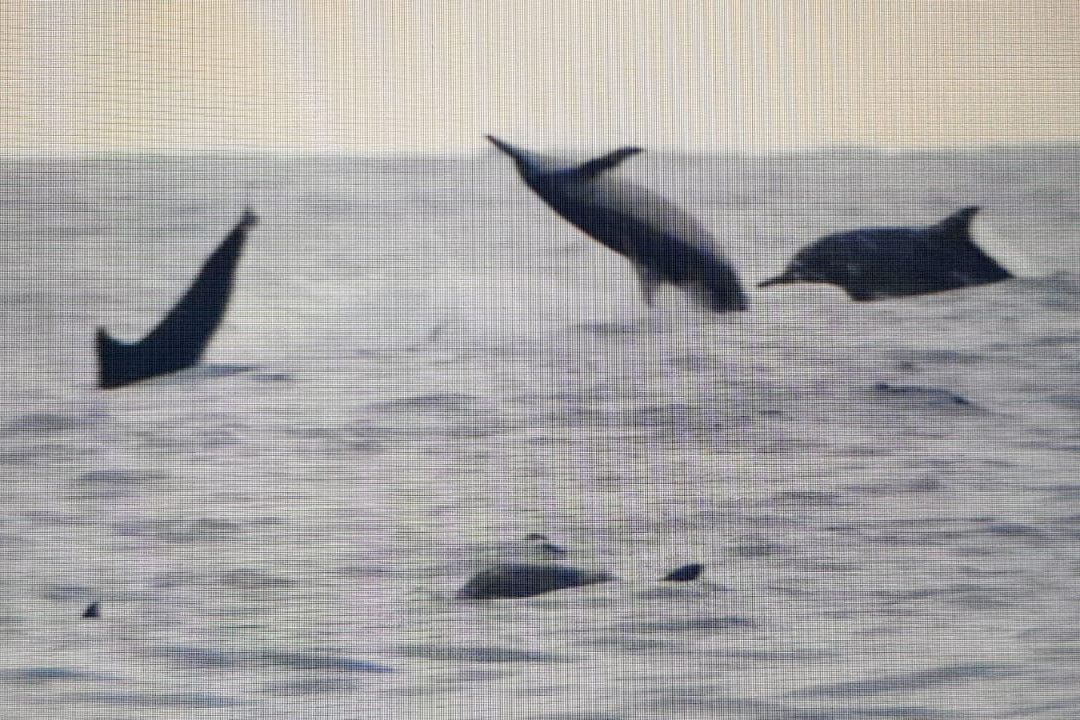 NILAVELI BLUE DIVING CENTRE-尼拉瓦利必去景点