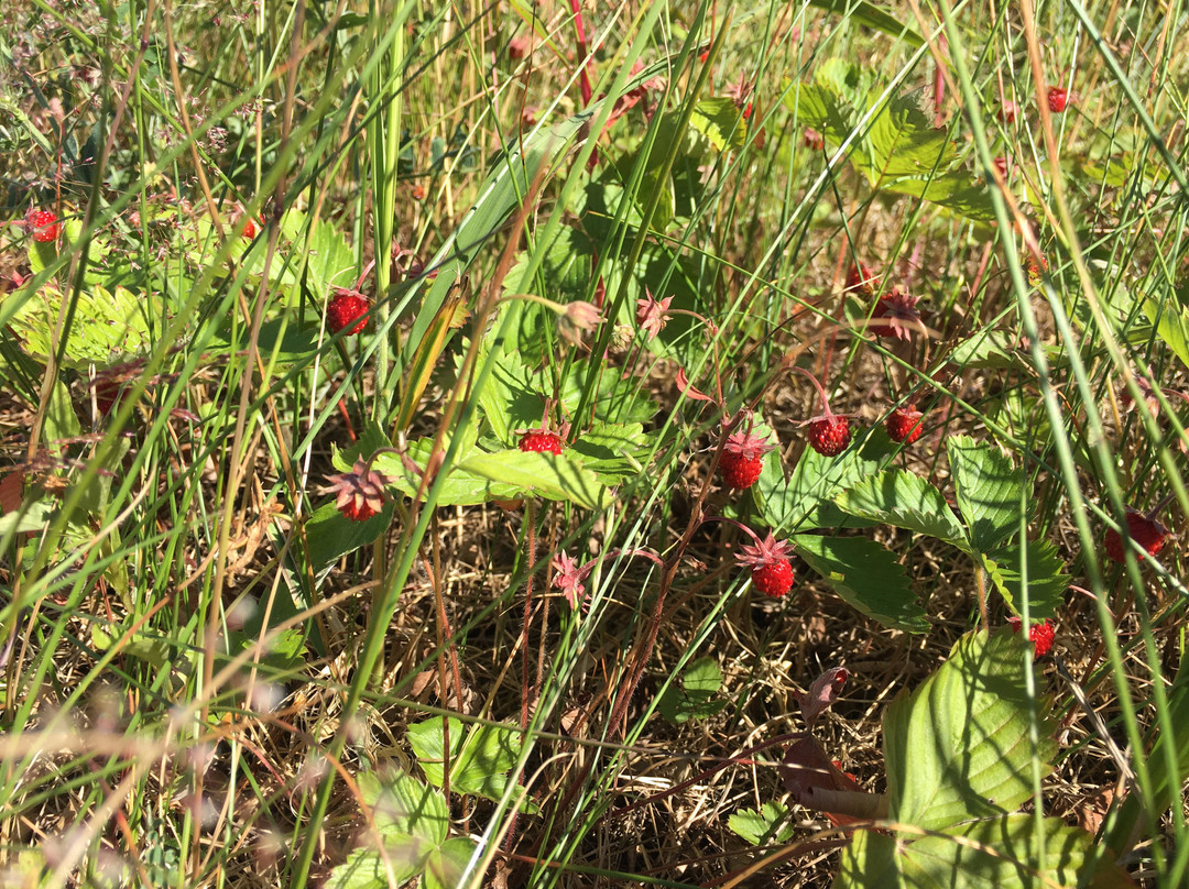 Taipalsaari酒店住宿-Lomamökit Saimaanranta