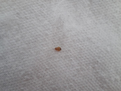 The Lemon Tree Hotel