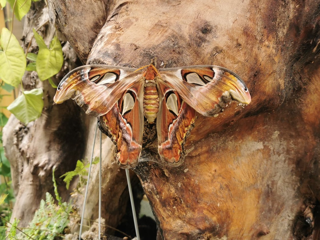 Motylarnia W Ulinie景点图片