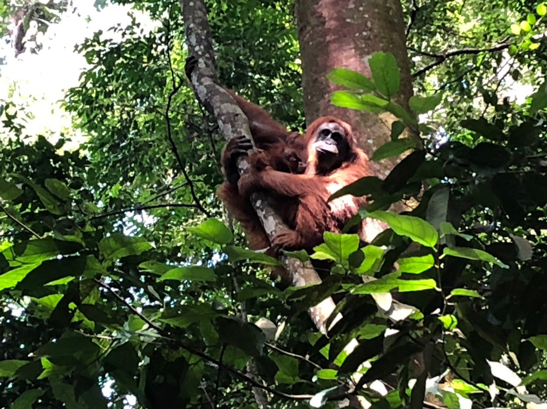 Sumatra Orangutan Tour-棉兰必去景点
