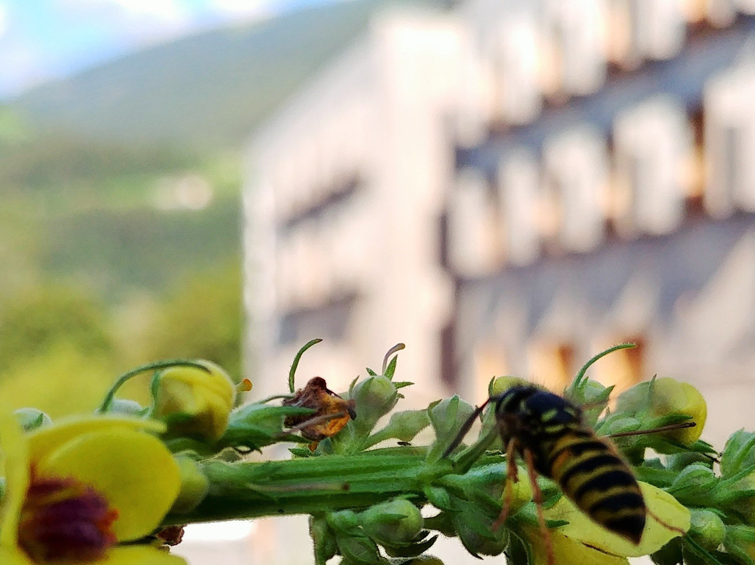 Explorer Hotel Zillertal主图