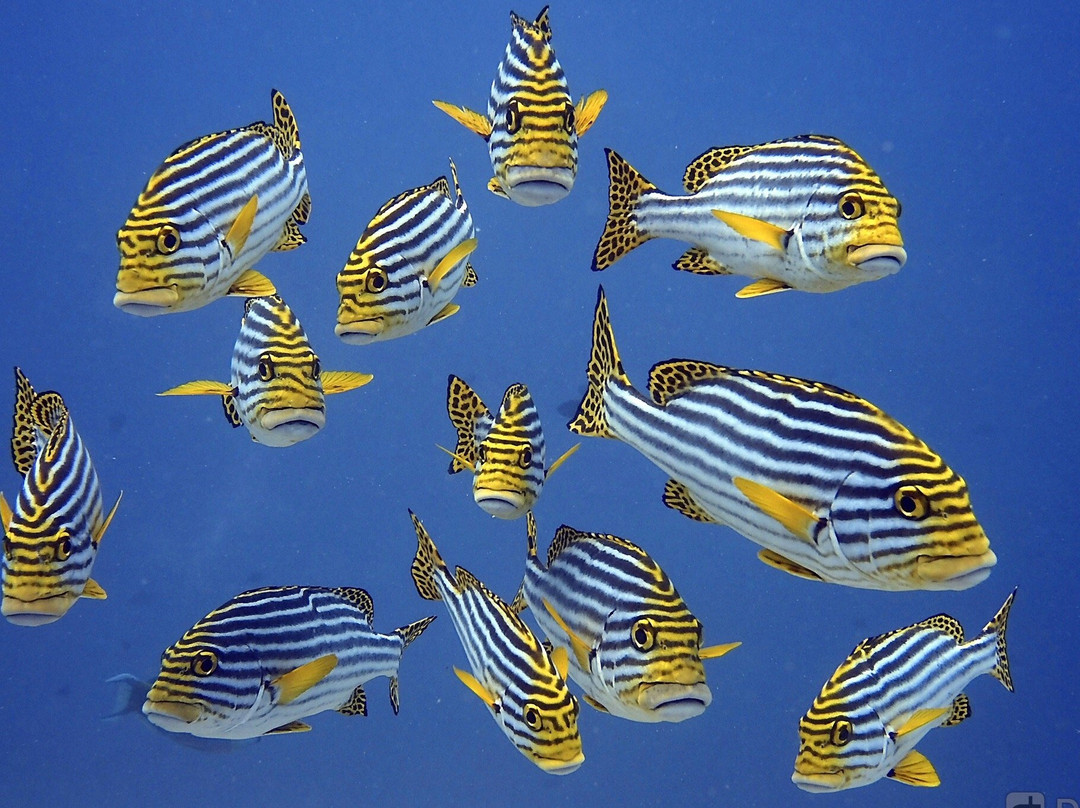 Punta Uva Dive Center景点图片