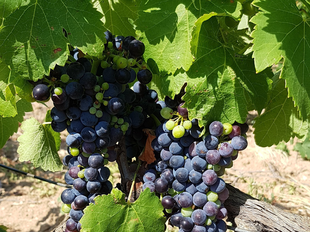 Clos De Caveau景点图片
