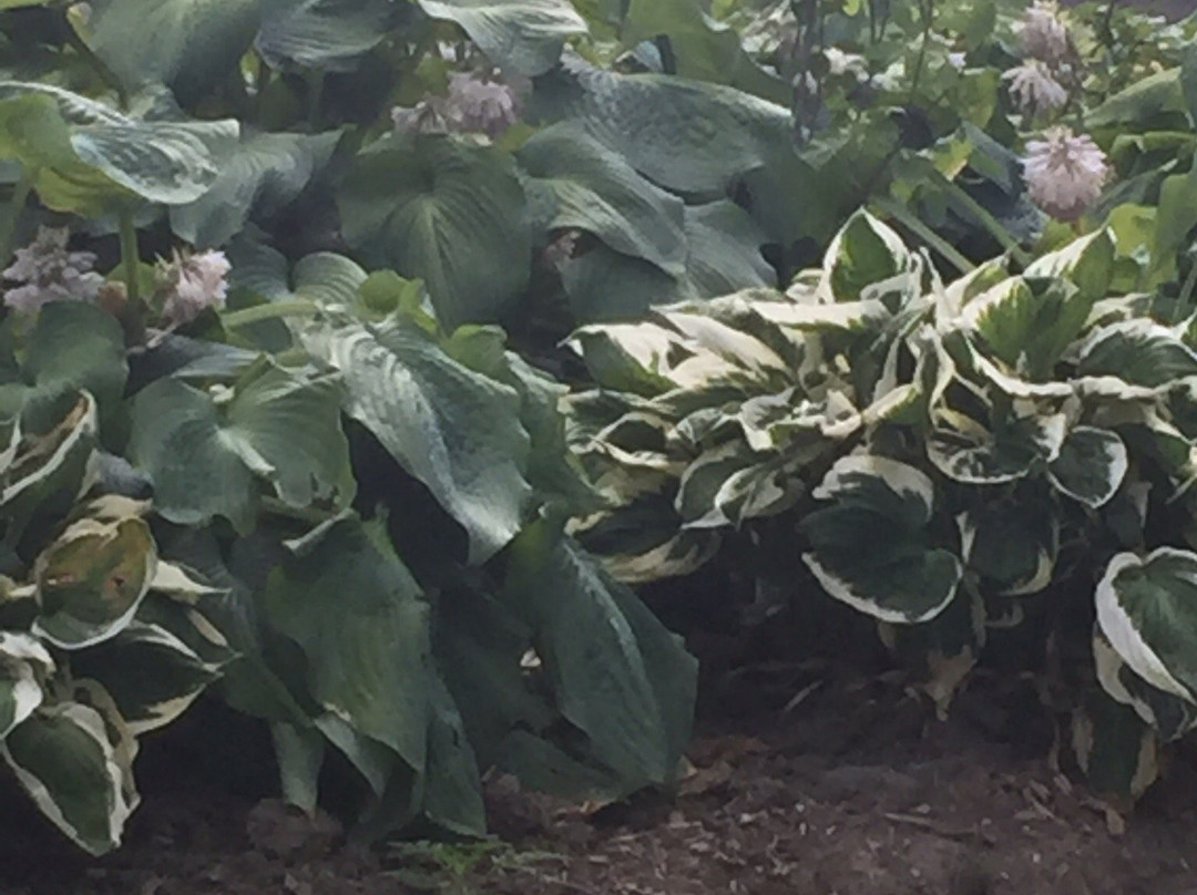 Kariya Park-米西索加必去景点