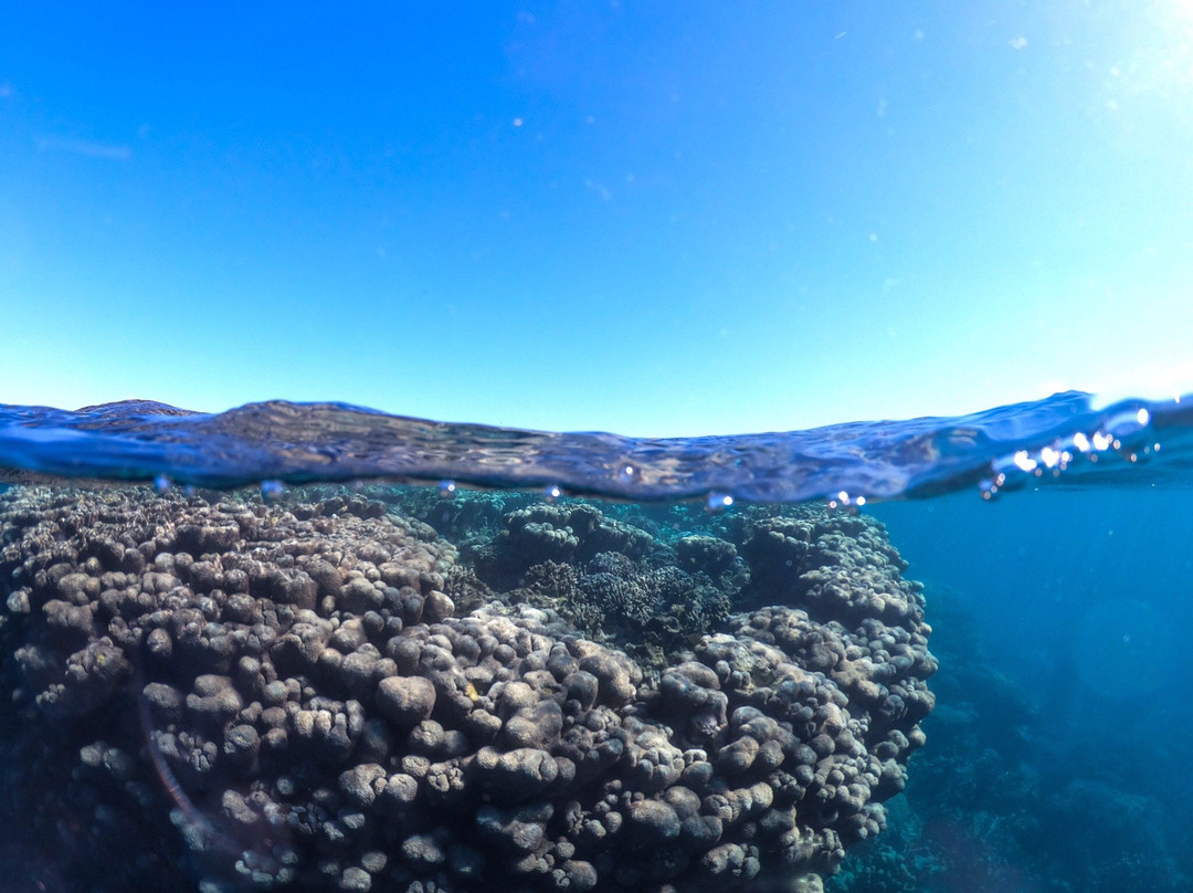 Coral Bay Ecotours景点图片