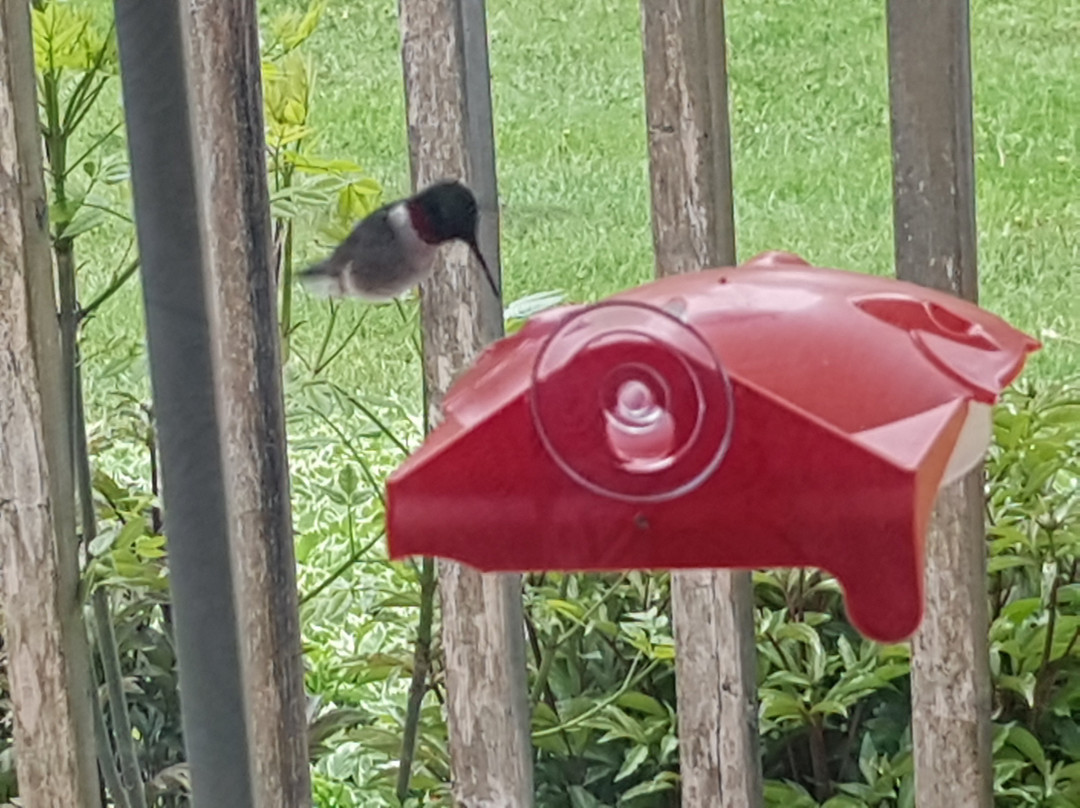 英属花园住宿加早餐酒店主图