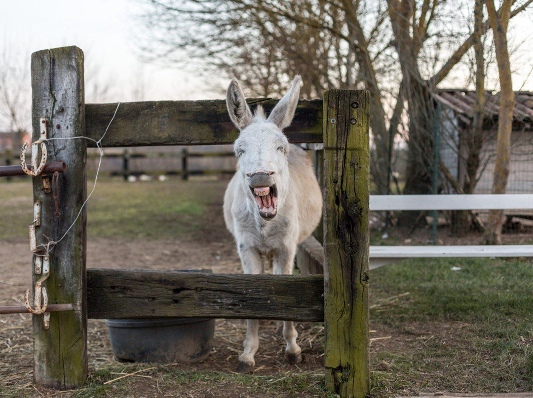 Rocca D'Arazzo餐馆和美食-Le Follie