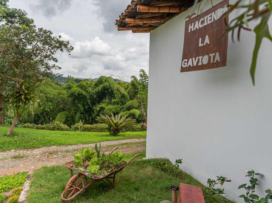 Hacienda La Gaviota景点图片