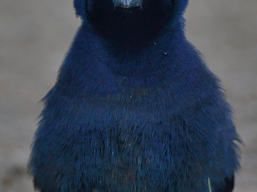 Bubali Bird Sanctuary-棕榈/鹰海滩必去景点
