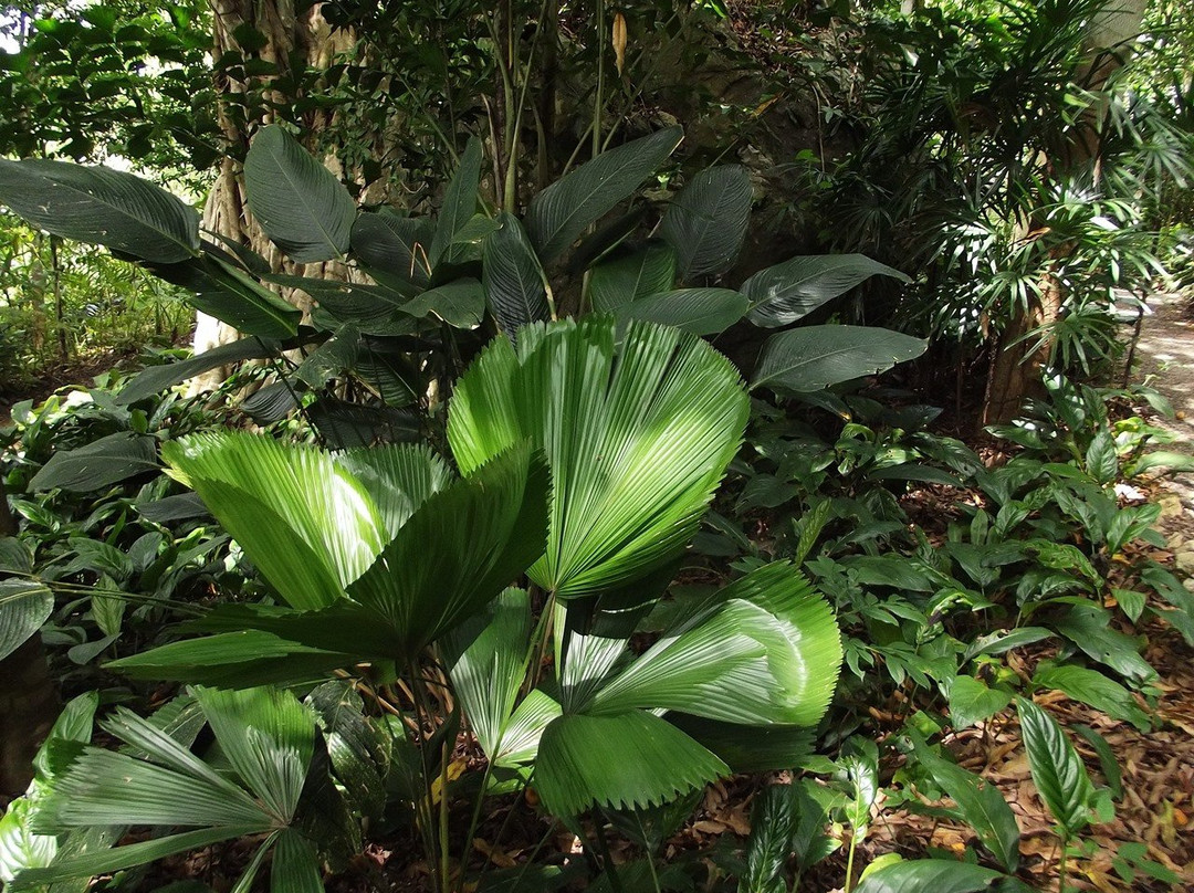 Pha Tad Ke Botanical Garden景点图片