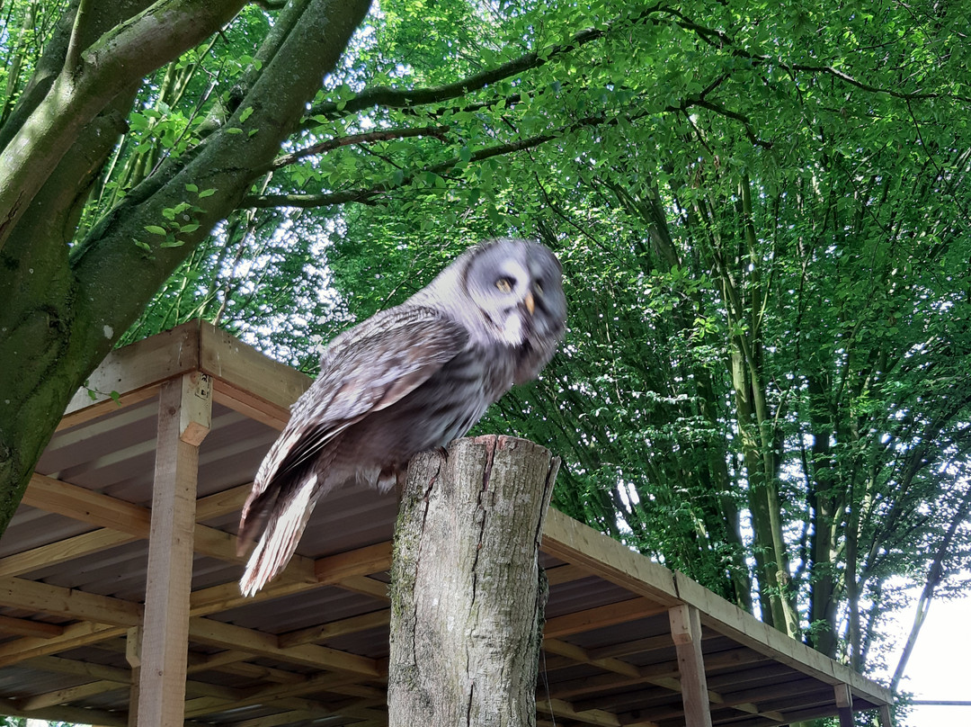 Hawk Conservancy Trust Bird of Prey Centre景点图片