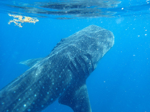 Cancun Whale Shark Tours-坎昆必去景点