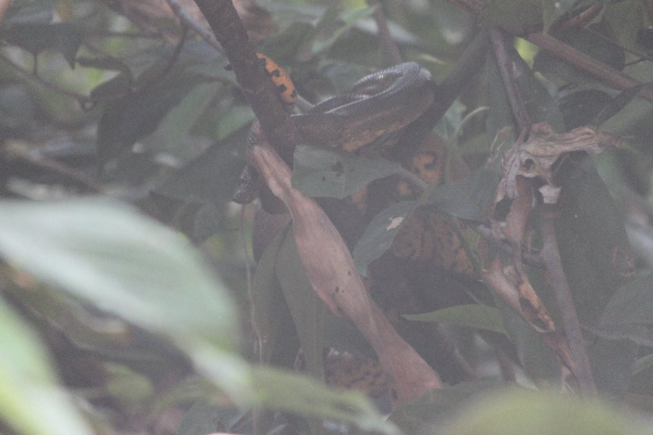 Winston Jungle Tours-Yurimaguas必去景点