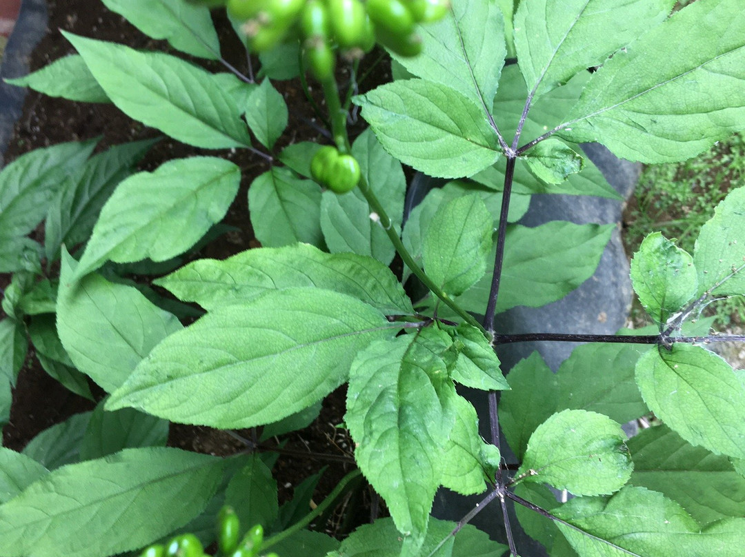 Tokyo Medicobotanical Garden-小平市必去景点