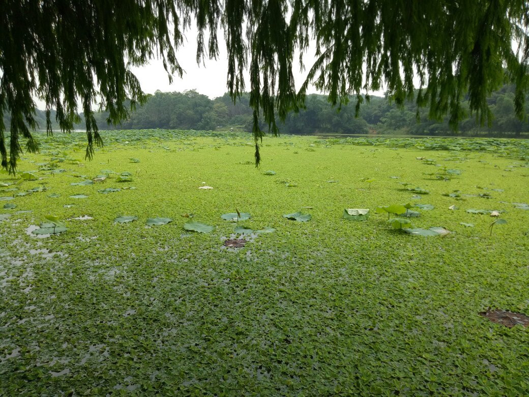南宁良凤江森林公园景点图片
