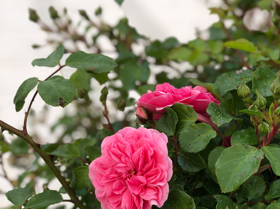 Anna Boccali Resort主图