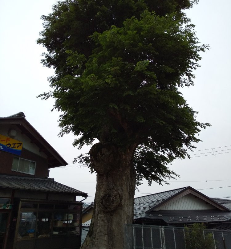 Sannomiya Shrine-米原市必去景点