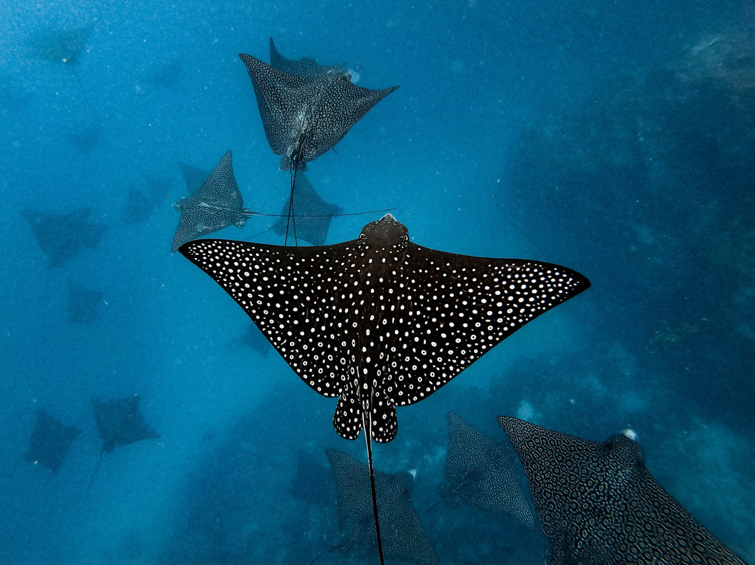 Snorkel Cook Islands-拉罗汤加必去景点