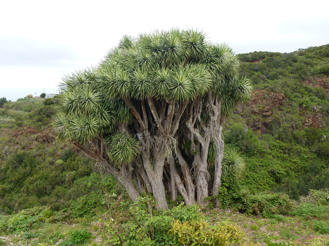 Mirador de La Tosca景点图片