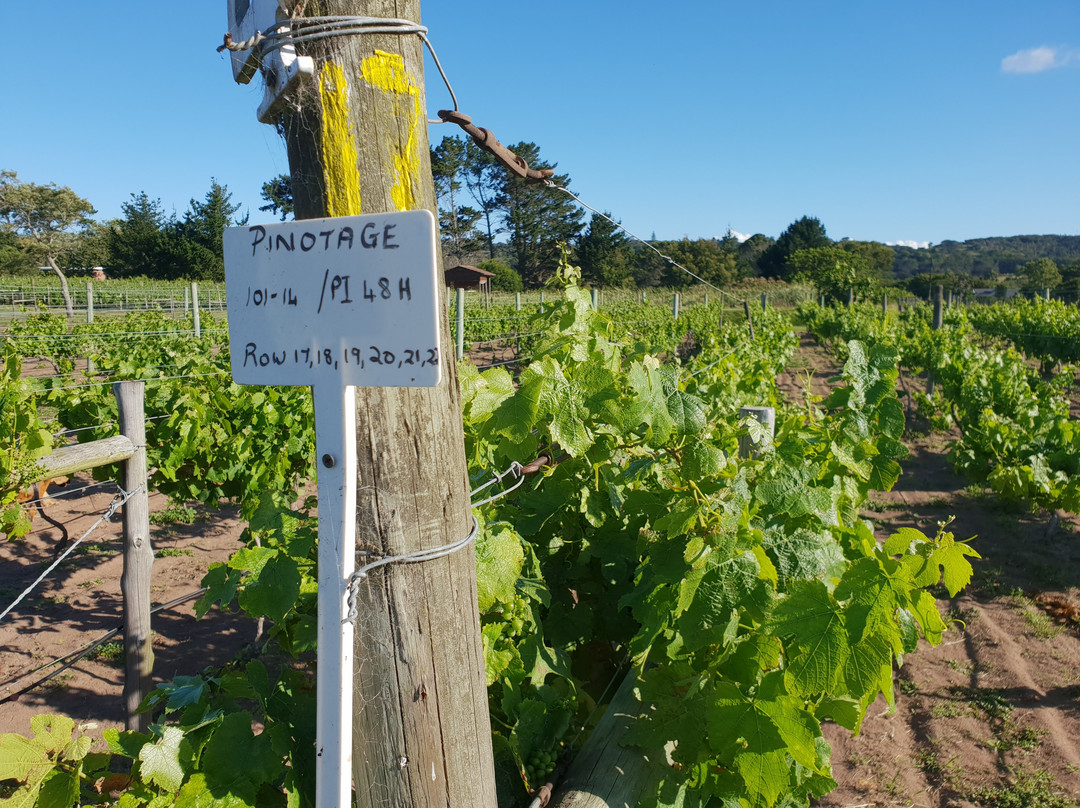 Theescombe Estate Wine Farm-伊丽莎白港必去景点