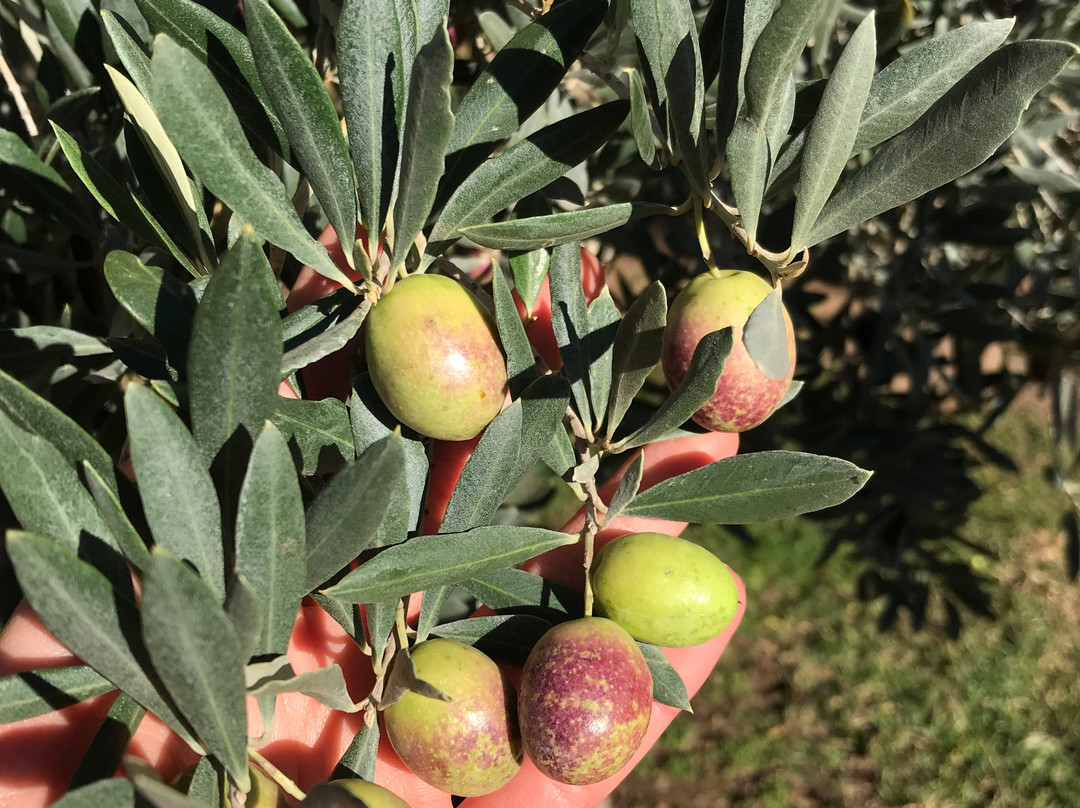 Whispering Brook Cellar Door, Winery, Guesthouse-Broke必去景点