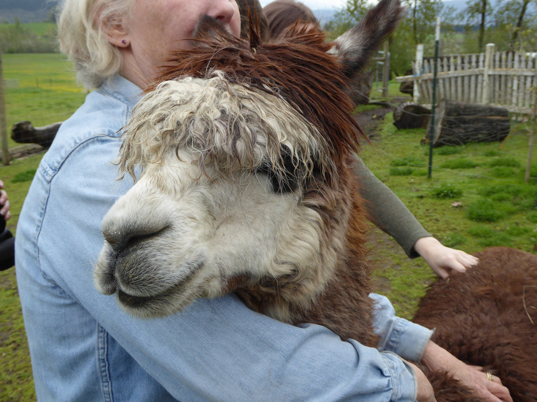 Aragon Alpacas-尤金必去景点