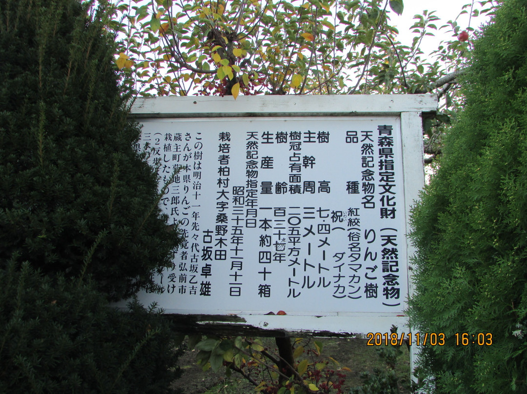 Oldest Apple Tree in Japan景点图片