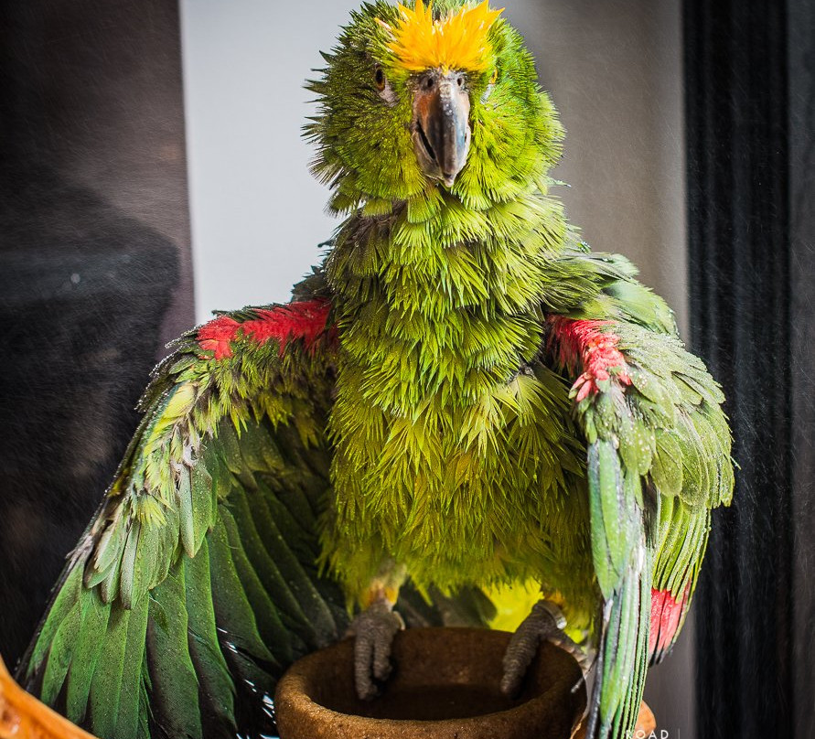 Parrot Partners Canada-Carleton Place必去景点