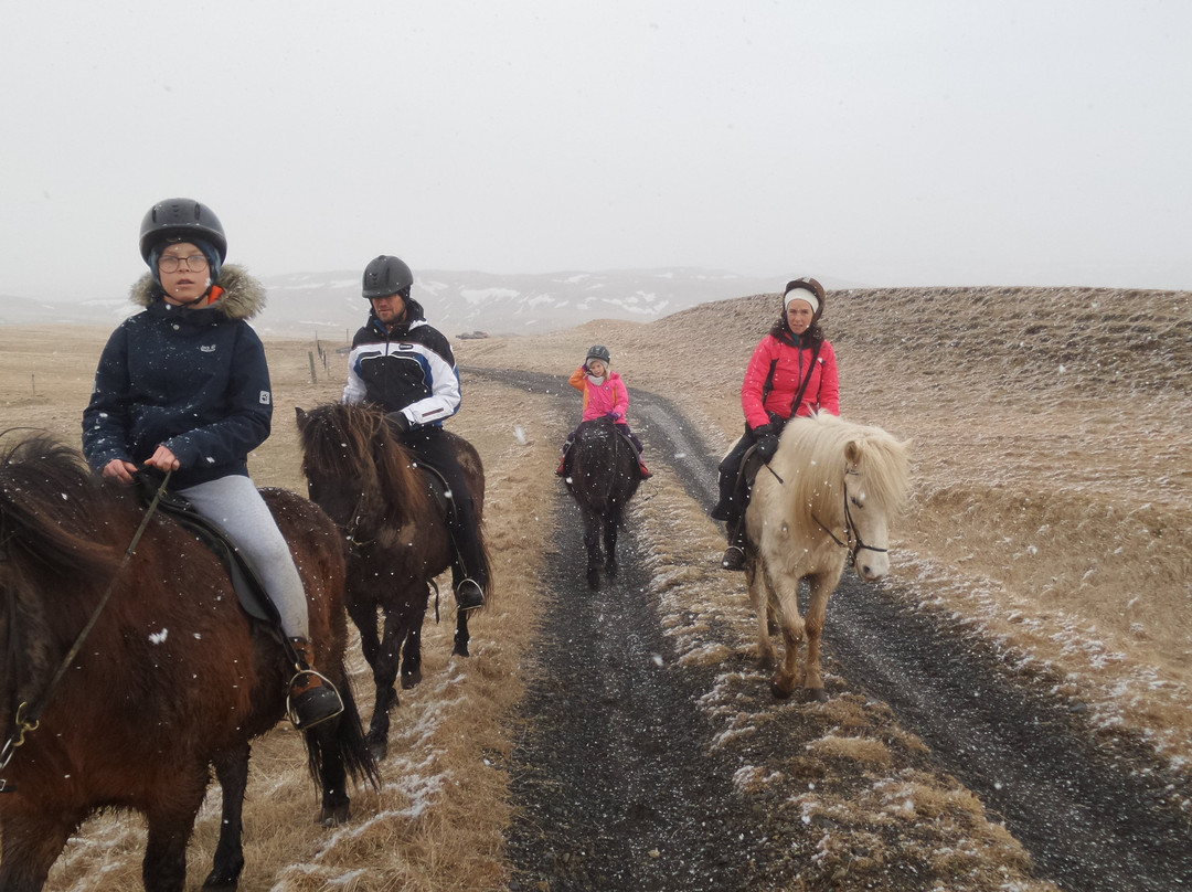 Steinsholt Guesthouse And Riding Tours主图