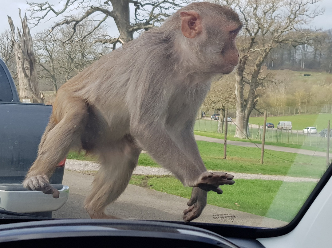 Longleat Estate-Murchison必去景点