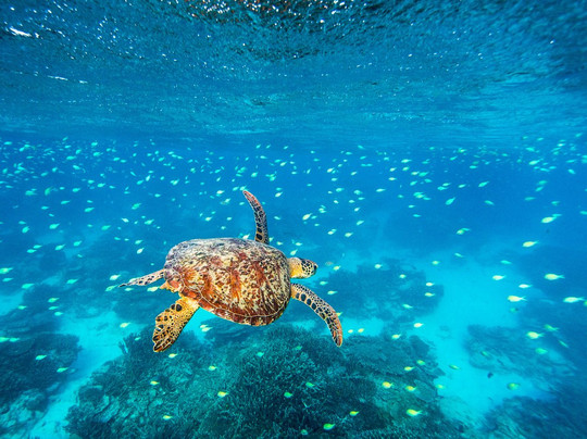 Lady Elliot Island Dive Shop-埃里奥特夫人岛必去景点