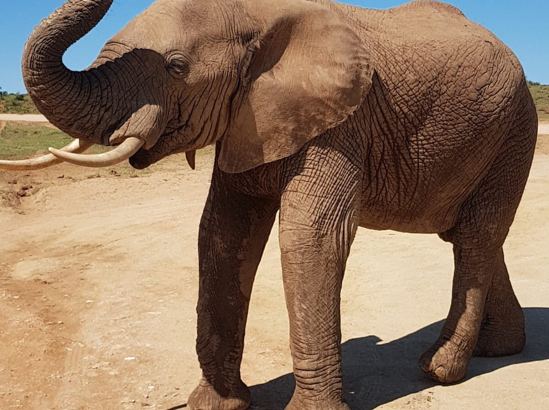 ImpiVentures-Addo Elephant National Park必去景点