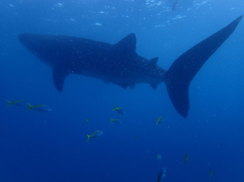Oslob Whale Sharks-宿雾市必去景点