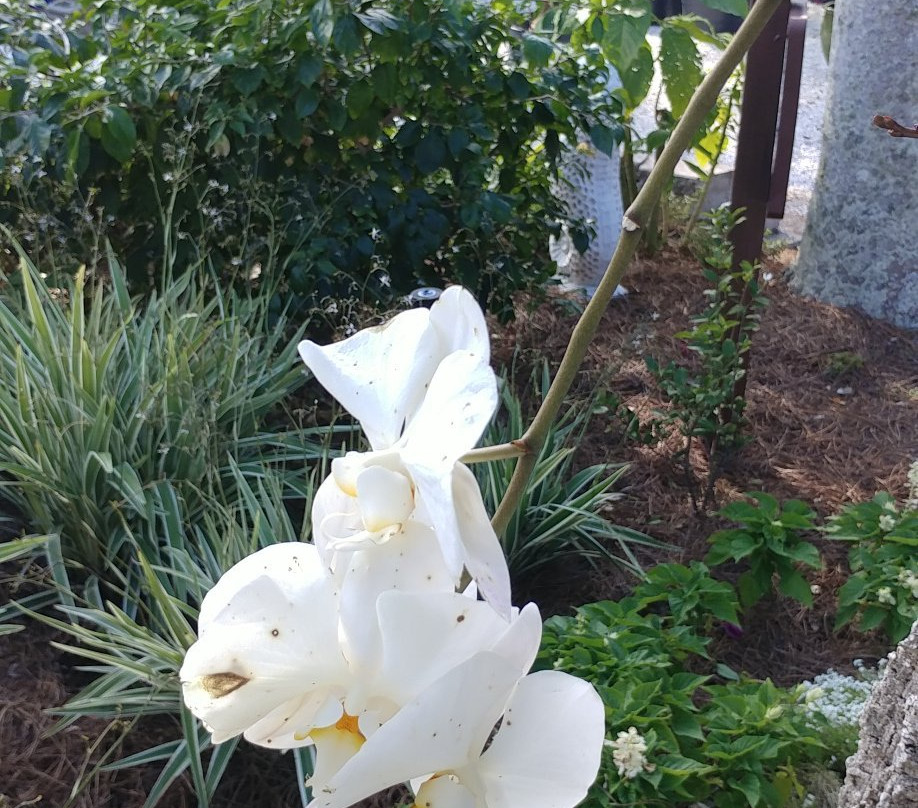 In The Garden景点图片