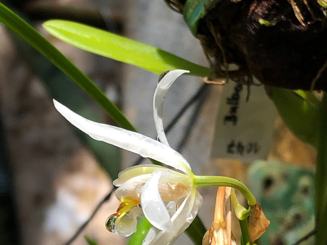 Butterfly Farm Khao Lak景点图片