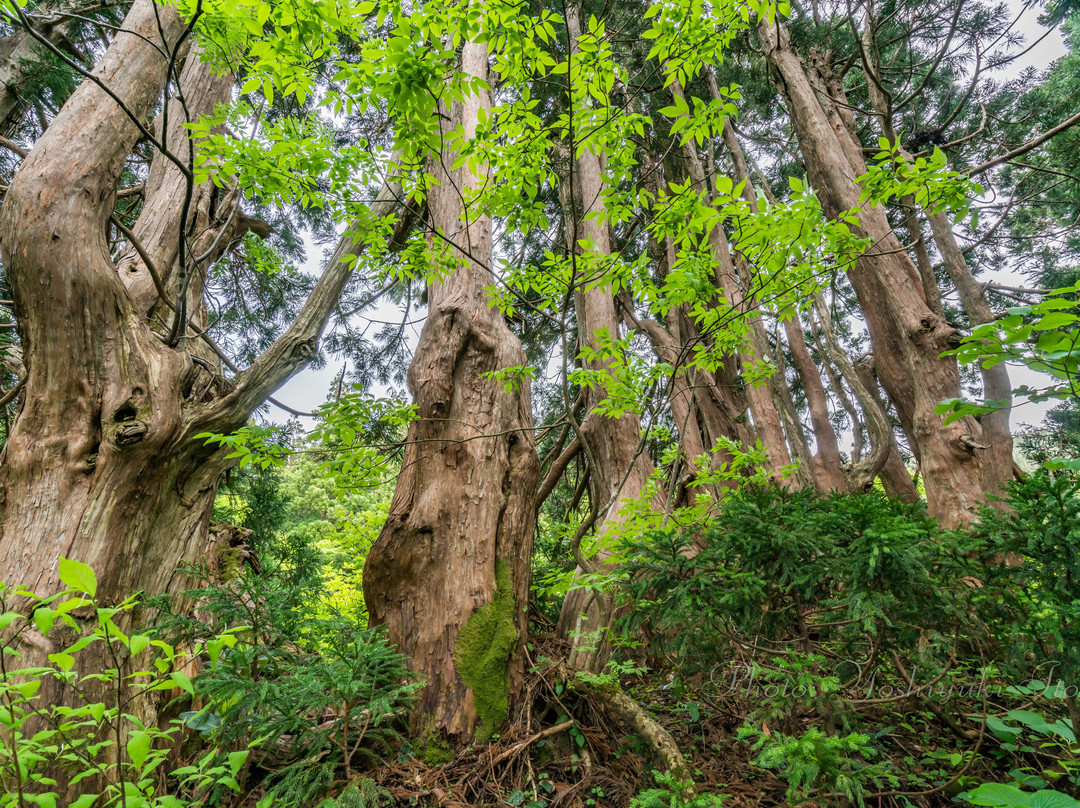 Osadoishina Natural Cedar Walking Path-佐渡市必去景点